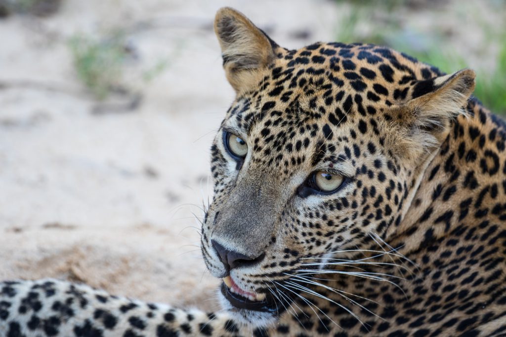Sri Lankan Leopard Day3