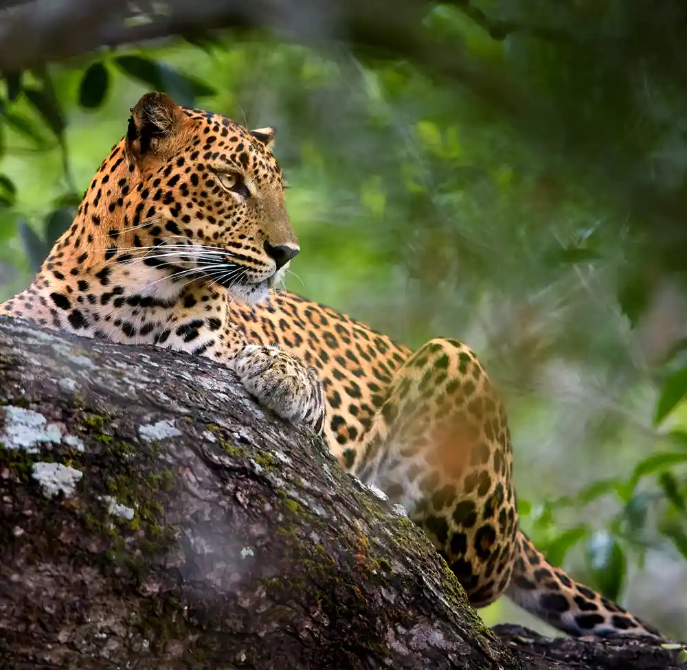 leopard in yala national park